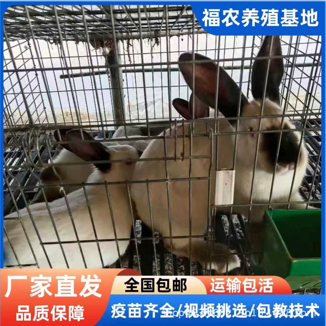 大型伊拉八点黑种兔养殖场
