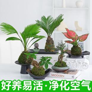 ̦�\��ˮ��ֲ��M������������������΢���^�辰�Gֲ�F��ˮ��ֲ��