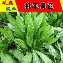 将军菊苣大叶菊苣种子四季青多年生牧草籽猪牛羊鸡鸭鹅百绿菊科