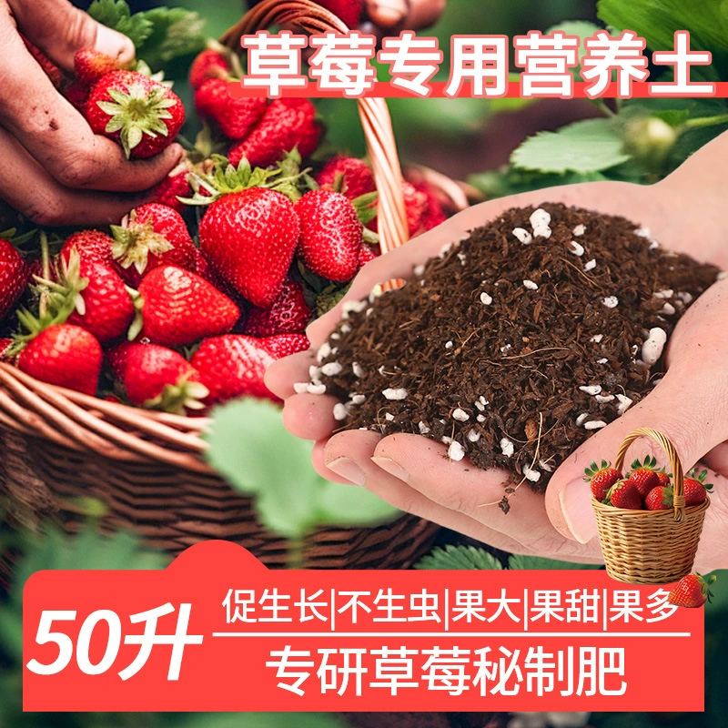 Специальная питательная почва для посадки клубники способствует росту