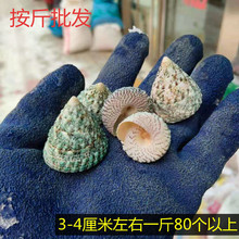 ����ؐ���������l50������3-5�������� �G����