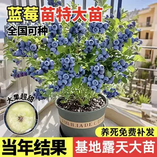 蓝莓树果苗盆栽带土球花苞花香苗地栽南方北方种植L25特大号果树
