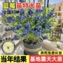 北方南方地栽特大号果苗