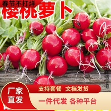 一件代发水果樱桃萝卜种籽大全四季阳台盆栽凤梨萝卜种子红白小萝