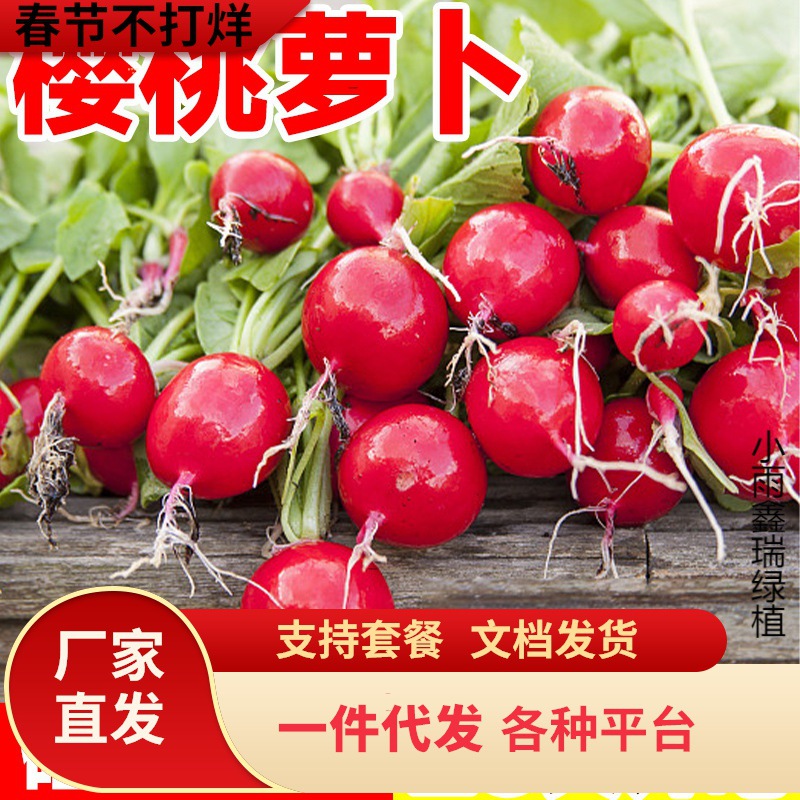 一件代发水果樱桃萝卜种籽大全四季阳台盆栽凤梨萝卜种子红白小萝