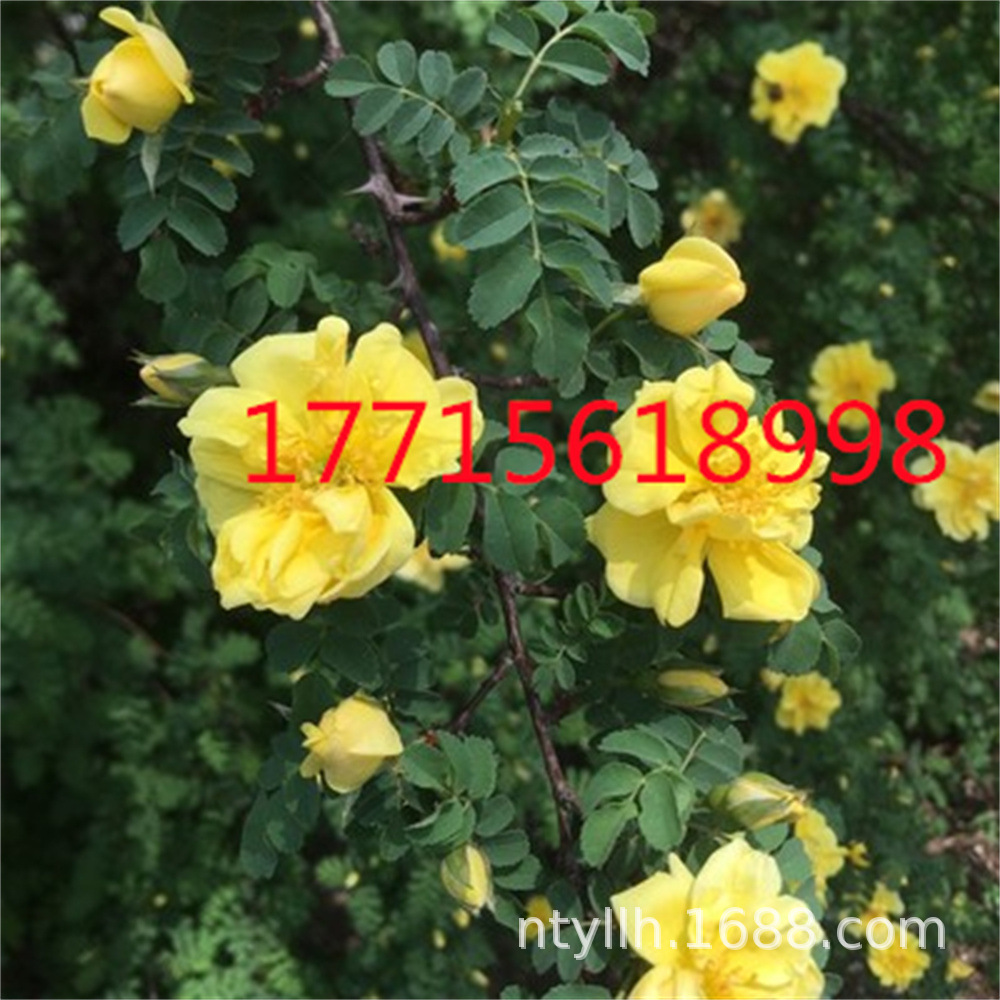 O1CN01o11z1m1UxW0kiXrkS_!!3682