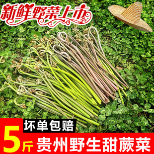 Fresh and Tender Sweet Wild Fiddlehead Ferns, Fresh Seasonal Guizhou Fiddlehead Ferns, Cold Fiddlehead Ferns, Farm Wild Vegetables, Mountain Fiddlehead Ferns 4 Pounds 4kg