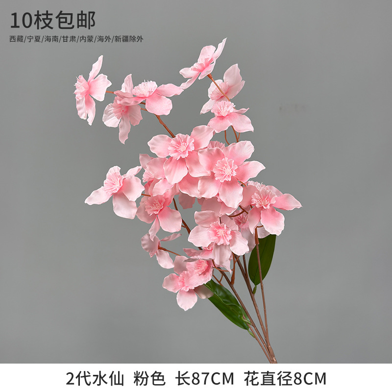 2nd generation narcissus "new arrival recommendation"