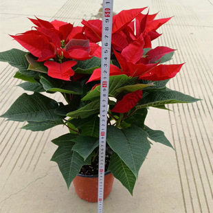 150 # Poinsettia Potted Plant Blooms in All Seasons, Indoor Living Room Purifies Air, Balcony Ornamental Florals, Christmas Florals