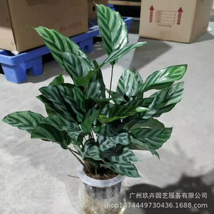 Hydroponic Green Leaf Arrowroot, Small Potted Foliage Plants, Hydroponic Office Room Courtyard Green Plants