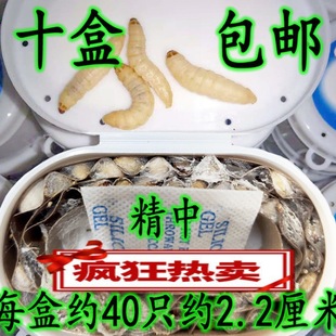 �������x�����x���x ���x �����x  �����B��ʳ�B��Ϟ�����x1����