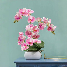 蝴蝶兰花苗带花剑带花苞盆栽兰花大苗客厅室内植物花卉四季好养活