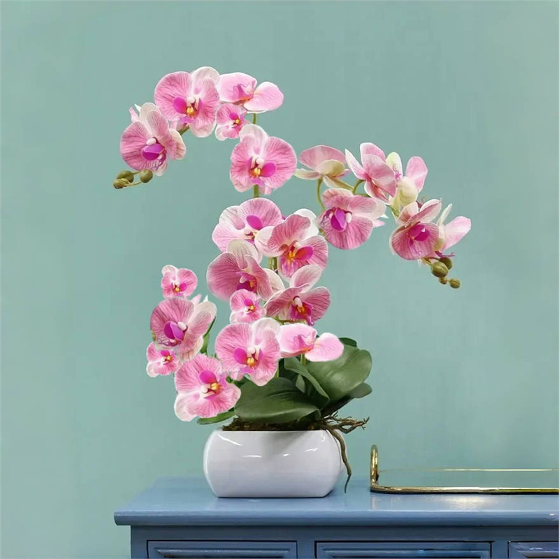 Phalaenopsis Orchid Seedlings with Flower Spikes and Buds, Potted Orchids, Large Seedlings, Indoor Plants for the Living Room, Easy to Maintain All Year Round Phalaenopsis Orchid Seedlings with Flower Spikes and Buds, Potted Orchids, Large Seedlings, Indoor Plants for the Living Room, Easy to Maintain All Year Round