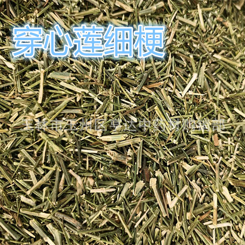 Andrographis Paniculata Thin Stem Gallbladder Grass Square Lotus Golden Vanilla Bitter Grass Andrographis Paniculata Whole Stem New Arrival Andrographis Paniculata Thin Stem Gallbladder Grass Square Lotus Golden Vanilla Bitter Grass Andrographis Paniculata Whole Stem New Arrival