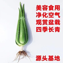 ����Ժ�������J�C�����Զ���ֲ�����ݹ��w�aˮʳ���҃��⻨�ܾGֲ