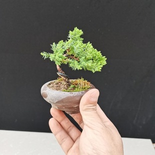 �ذ���������ĴָС�辰����ֲ���辰�辰΢�͵ذ�ССƷ������