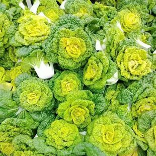 Cold-Resistant Yellow Cabbage, Yellow Cabbage, Chrysanthemum Cabbage, Chinese Cabbage, Farmers Sow Vegetables in All Seasons, Golden Cabbage