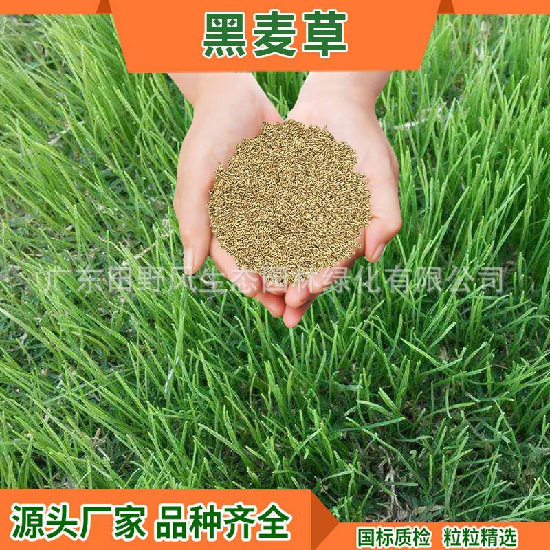 Оптовые поставки семян многолетней ржи для быстрого роста в ландшафтном дизайне, обустройстве газонных бордюров и проектах по зеленой инфраструктури склонов.