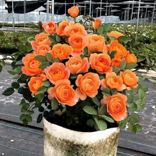 带花苞花园果汁阳台月季花苗盆栽庭院玫瑰大花四季开花花卉月季花