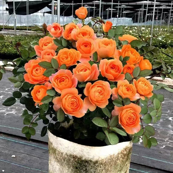 带花苞花园果汁阳台月季花苗盆栽庭院玫瑰大花四季开花花卉月季花