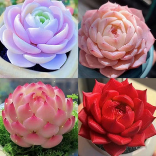 �¿����M��ֲ������������B�k���ҷ�ݗ���ͺ������҃Ȼ��ܶ���