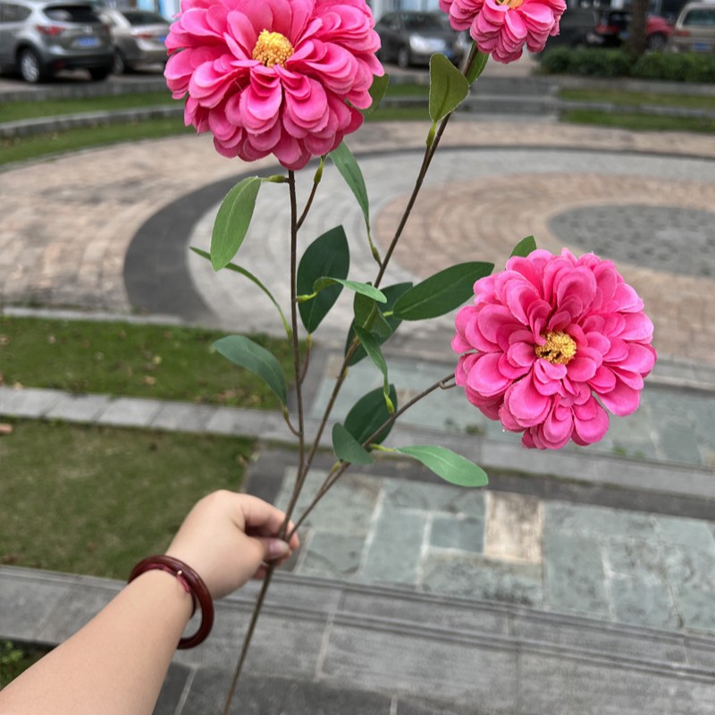 3 cabezas de Marigold Rose Red