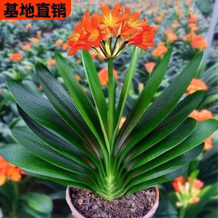 �����m���Ԏ����������ļ��_�����Bֲ���҃ȾGֲ�A�^����С����]