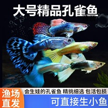 ��ȸ�~�Ꭷ���N�^�p�~С�͵�ˮ��ˮ���B�ͻ�̥���PβС�~