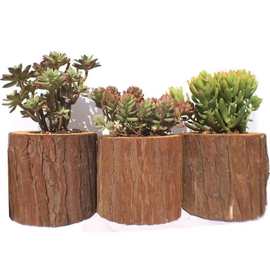 原木头实木松木花盆多肉植物盆景盆栽铁皮石斛专用绿植创意