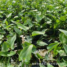 ���� ���~�� �^�~ֲ�����󃞻�Ʒ�N�Rȫ�ӵ��G�������辰�����r��