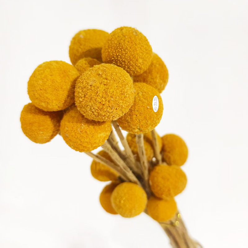 원색 (20개/다발)