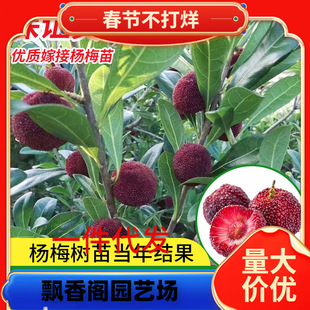 һ�����l��÷����޽������t���ش�|����̿ˮ����÷�������~�ϱ�