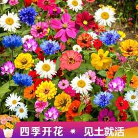 野花组合花籽四季开花格桑花百日草重瓣太阳花室外花海易活花种子
