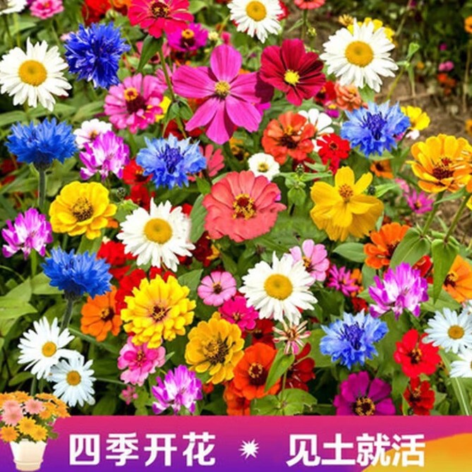 Wildflower Combination Flower Seeds Bloom in All Seasons, Gesanghua, Zinnia, Double-Flowered Sunflower, Outdoor Flower Sea, Easy-To-Live Flower Seeds Wildflower Combination Flower Seeds Bloom in All Seasons, Gesanghua, Zinnia, Double-Flowered Sunflower, Outdoor Flower Sea, Easy-To-Live Flower Seeds