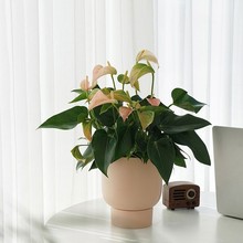 �Gֲ��ɫ������m�M�����ֲ���S�ƻ��T�҃�˽�������