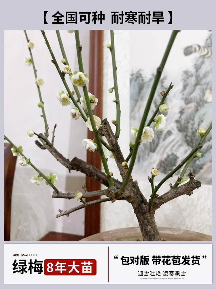 [향기로운 청매화] 8년근 모종 + 특수비료 (개화기에는 꽃이 피고, 재발행되지 않음)