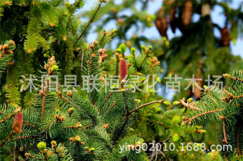 冷杉树种子喜与冷湿的云杉落叶松铁杉和某些松树组成针阔叶混交林-阿里巴巴
