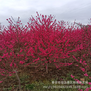 Mingcheng Horticulture Direct Supply: Red Leaf Peach, Dragon Column Peach Seedlings, Sprinkled Gold Peach, Chrysanthemum Peach, Cold Red Peach
