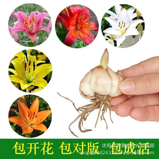 Lily Flower Bulbs, Imported Perfume Lilies, Bloom in All Seasons and Are Easy to Grow Florals and Plants, Indoor Florals, Potted Flower Seeds