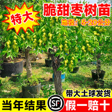 󗗳ϱմ䰫޽糬ش̖