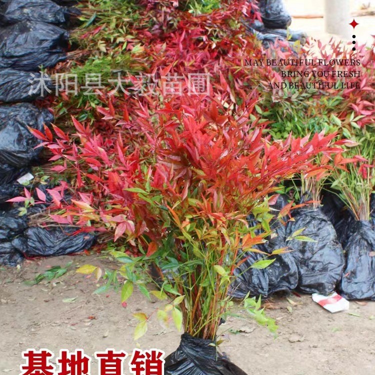 【大毅苗木】南天竹苗基地批发南天竹小苗四季易种好活