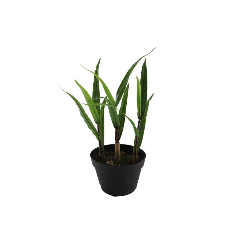 XRB-082 玉米苗 (3).jpg