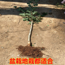 ɽ高���箔��Y���޽��ش����Ե��Թ����ϱ���ͥԺ����ɽ���