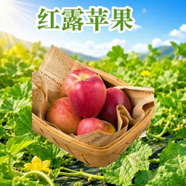 梨;块茎类;苹果