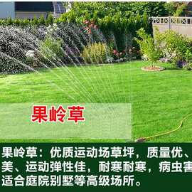 庭院工程绿化泥土真草坪四季青草卷 果岭草 台湾草 马尼拉带批发