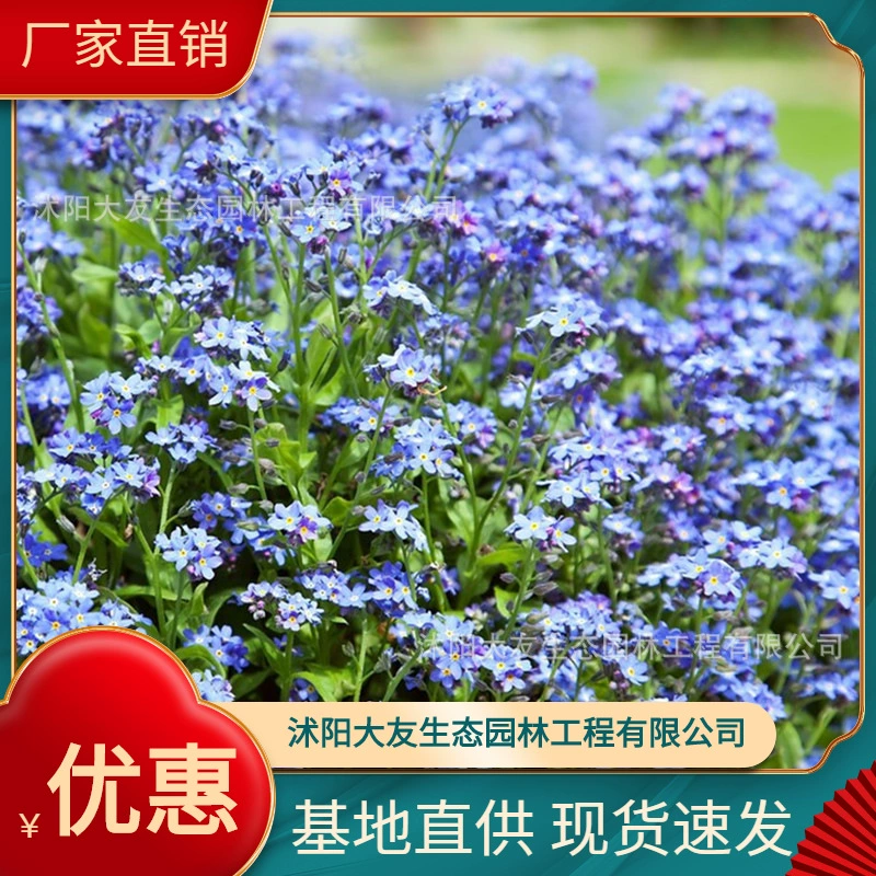 Незабудка Другие садовые растения