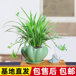 ��߅���m���Խ������~�ļ��Nֲ�k���҃����՚�����ȩֲ�ﻨ�����l