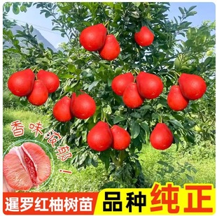 ̩�����_�t���Ә����ϱ������Թ���������Լ޽����Ә��玧�~����