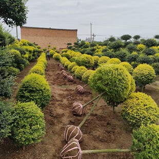 ��������Ůؑ�G�hС�� ����Ůؑ�����ǲ��~���G��ľ����Ůؑ��