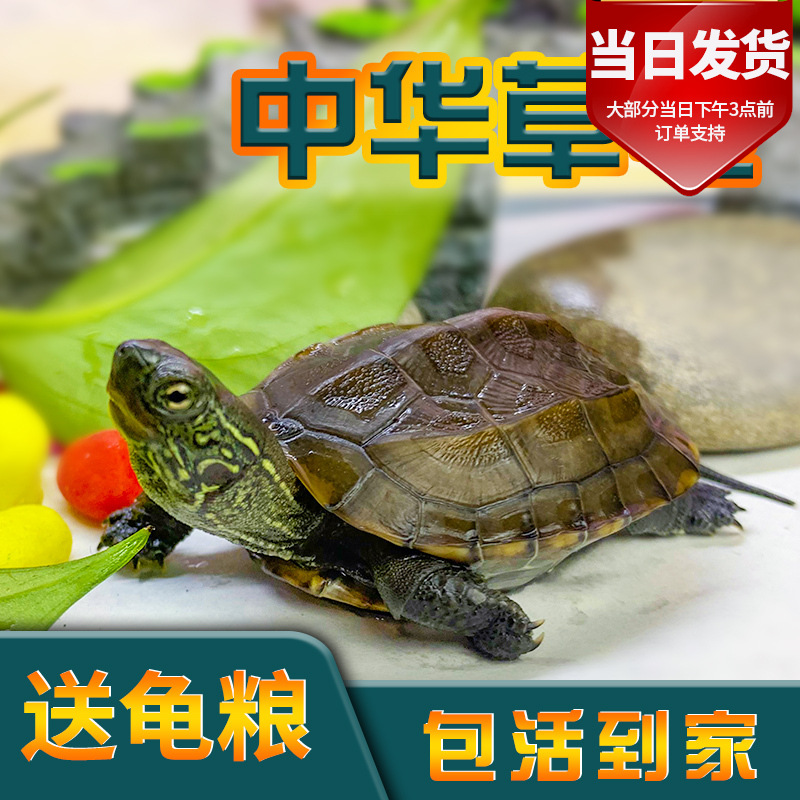 中华草龟小乌龟网红活物外塘长寿龟宠物观赏龟水金线龟墨龟苗